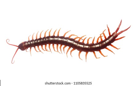 Centipede isolated with clipping paths.