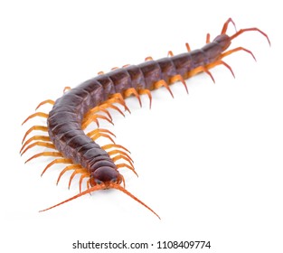 Centipede Isolated On White Background Stock Photo 1108409774 ...