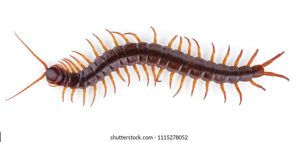 centipede isolated on white background