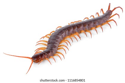 centipede isolated on white background