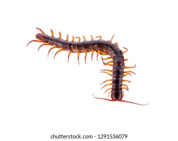 centipede isolated on white background 