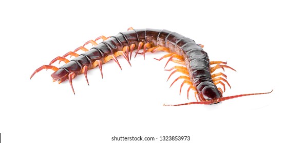 centipede isolated on white background 