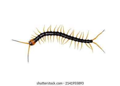 Centipede Isolated On White Background Stock Photo 2141955893 ...