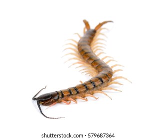 centipede isolated on the white background . - Shutterstock ID 579687364