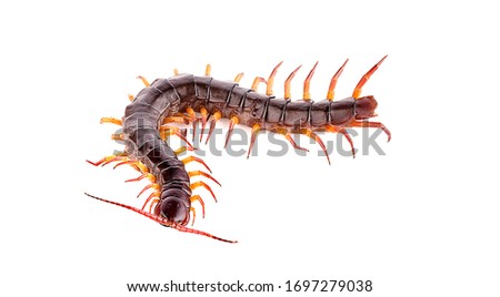 centipede an isolated on white background