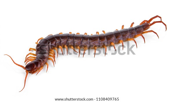 Centipede Isolated On White Background Stock Photo 1108409765 ...