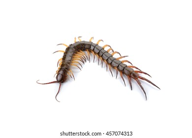 centipede isolated photography on a white background - Shutterstock ID 457074313