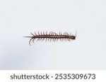 Centipede or Kilopod (Chilopoda) on isolated white background, red Centipede