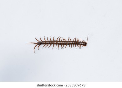 Centipede or Kilopod (Chilopoda) on isolated white background, red Centipede