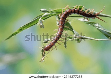 A centipede is looking for prey on a bush. This multi-legged animal has the scientific name Scolopendra morsitans.