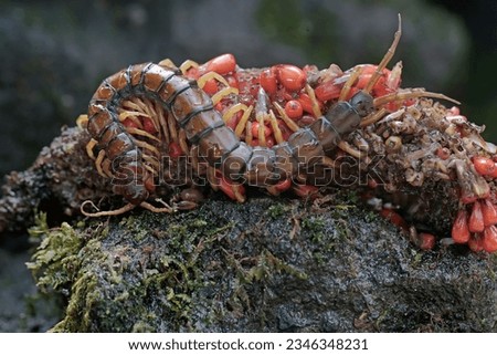 A centipede is looking for prey in the weft of an anthurium fruit. This multi-legged animal has the scientific name Scolopendra morsitans.