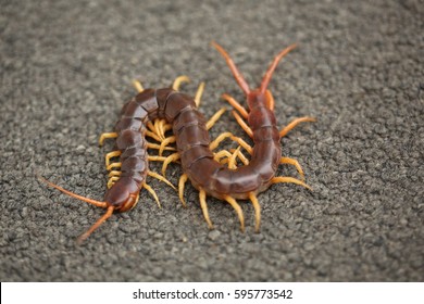 Centipede on the carpet : A Giant Centipede, an Insect Relative, Class Chilopoda, Phylum Arthropoda, its hurt