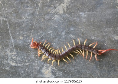  Centipede on concrete floor