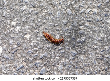 Centipede On A Gray Background. Chilopoda.