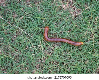 A Centipede On Green Grass.    