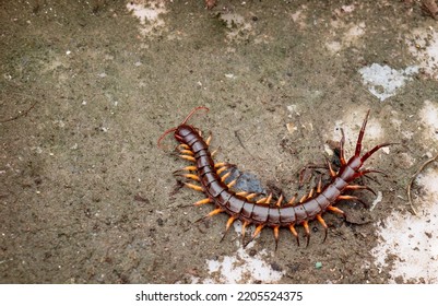 Centipede, Centipede On Ground Floor, Centipedes Are Elongated Segmented (metameric) Creatures With One Pair Of Legs Per Body Segment,poisonous Animals, Poisonous Reptiles.