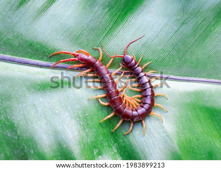 A centipede on a large green leaf It is a poisonous animal and has a lot of legs.	