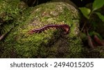 Centipede on a mossy rock in the forest.