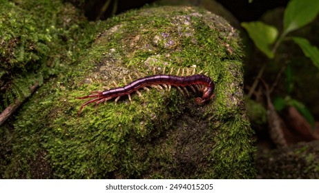 Centipede on a mossy rock in the forest.