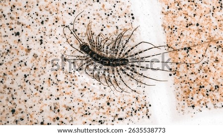 A centipede on a mottled tile surface. The image highlights the intricate patterns and numerous legs of the arthropod, providing a detailed look at this often misunderstood creature in its environment