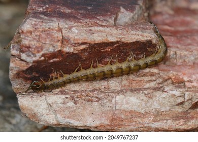 Centipede On A Rock. Isolated Closeup. Chilopoda