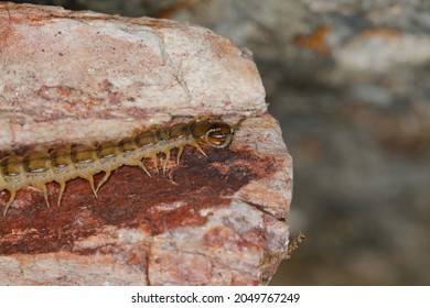 Centipede On A Rock. Isolated Closeup. Chilopoda