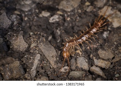 Centipede on rock in macro