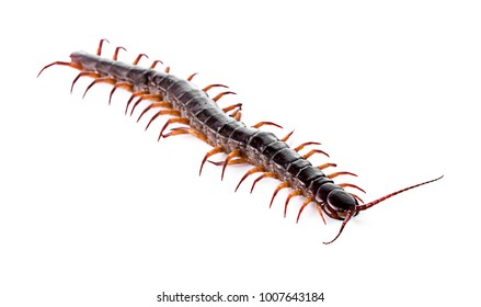 Centipede On White Background Stock Photo 1007643184 | Shutterstock