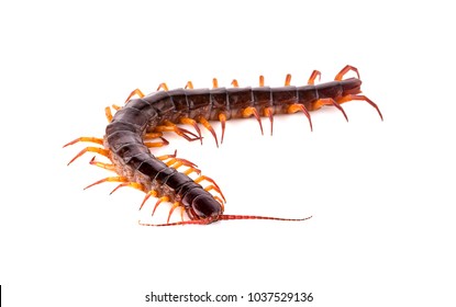 centipede on white background