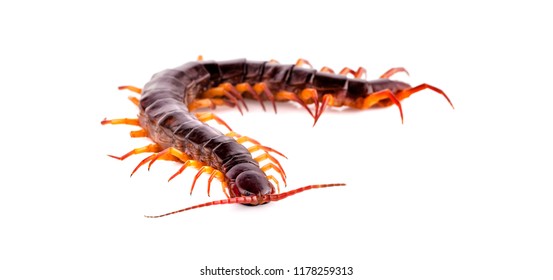 centipede on white background