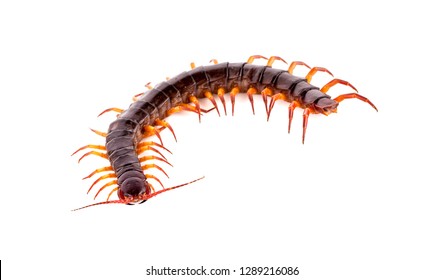 centipede on white background