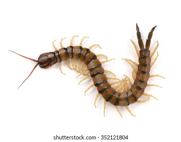 centipede on white background