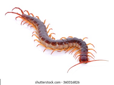 centipede on white background