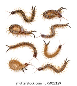 centipede on white background