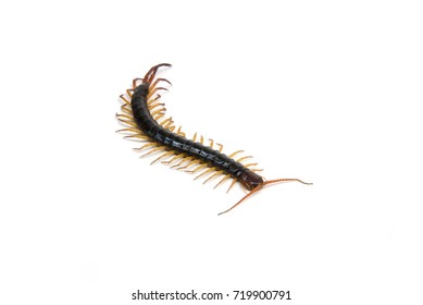 centipede on white background - Shutterstock ID 719900791