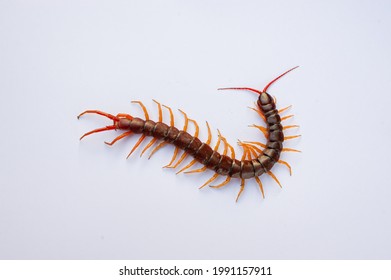 Centipede Is A Poisonous Animal With Many Legs That Can Bite And Release Poison To Enemies. It's On White Background.	