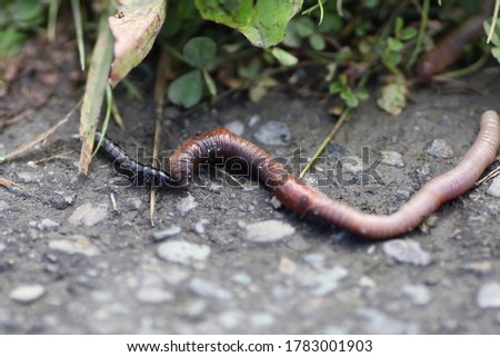 Centipede as a predator is attacking earthworms or angleworm