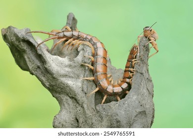 A centipede ready to devour a cricket. This multi-legged animal has the scientific name Scolopendra morsitans.