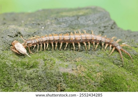 A centipede ready to devour a cricket. This multi-legged animal has the scientific name Scolopendra morsitans.