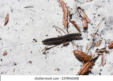 centipede running down the path