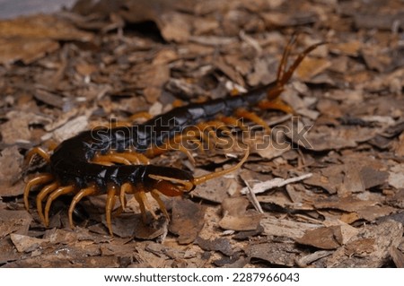centipede (Scolopendra cataracta) face close up on ground