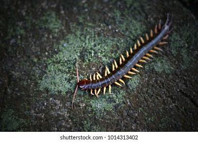 Centipede (Scolopendra sp.) creeping on a slab of rock with a green Moss