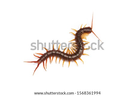 centipede (Scolopendra sp.) Giant centipede isolated on white background. The top view of a living centipede, high resolution images shot in a studio room.