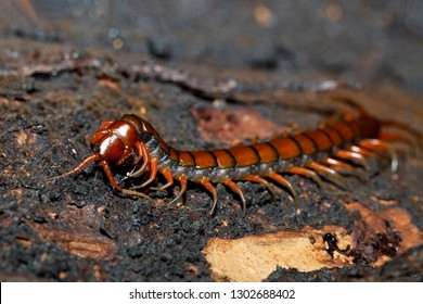 centipede, Scolopendra sp., on mossy tree in tropical rainforest, Farankaraina National Park, Madagascar wildlife and wilderness