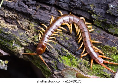 centipede (Scolopendra sp.) sleeping on a mossy tree in tropical rainforest