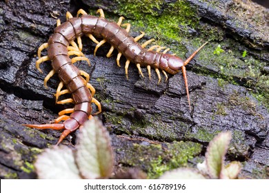 centipede (Scolopendra sp.) sleeping on a mossy tree in tropical rainforest