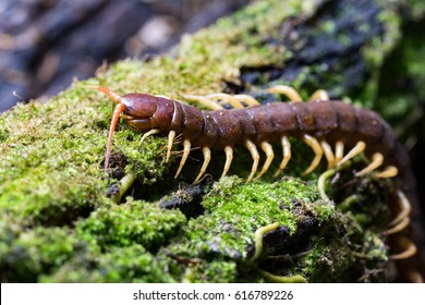 centipede (Scolopendra sp.) sleeping on a mossy tree in tropical rainforest