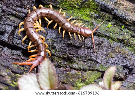 centipede (Scolopendra sp.) sleeping on a mossy tree in tropical rainforest