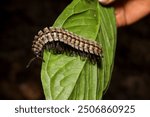 A centipede with a segmented body is displayed on a green jungle leaf, demonstrating its patterns and natural habitat.