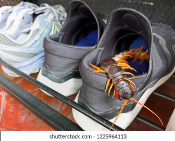 Centipede in the shoes.Poisonous animals in the house.Poisonous animals in shoes.